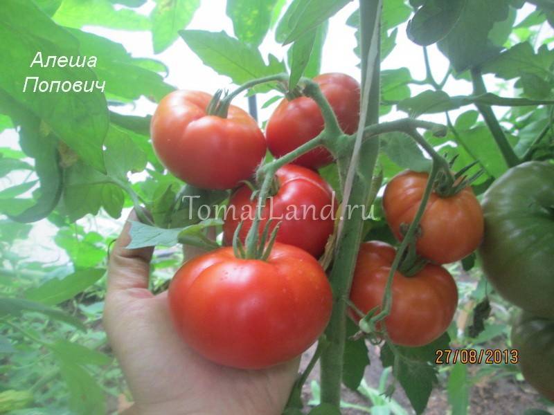 Алеша Попович: описание сорта томата, характеристики помидоров, посев