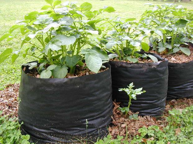 Как вырастить картофель в мешках (сумках)