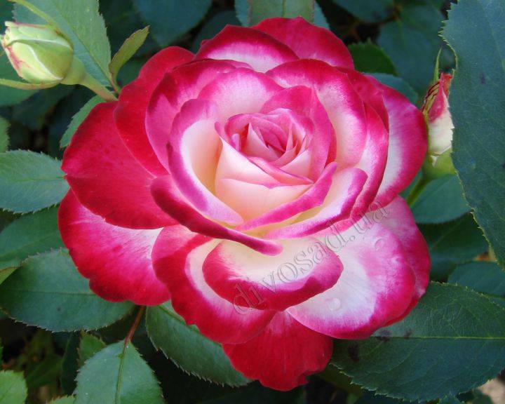 Выращивание розы сорта юбилей принца монако: как ухаживать за флорибундой