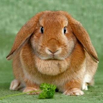 Можно ли кормить кроликов полынью
