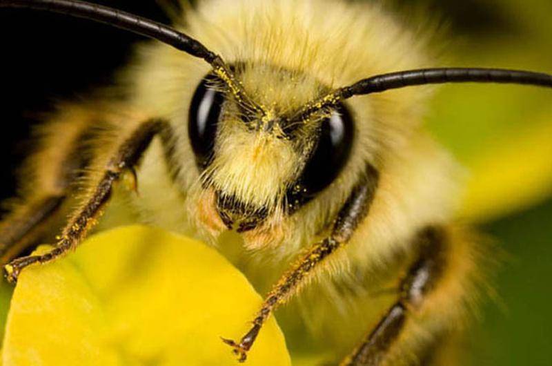 Напад пчел и пчелиное воровство: что делать и как бороться?