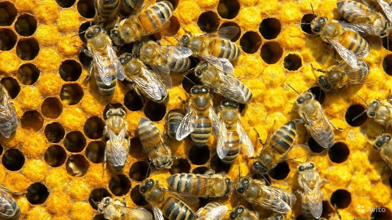 Разведение пчел для начинающих: семь главных вопросов