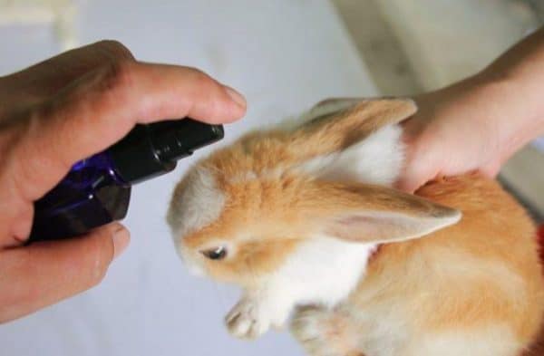 Как проводится лечение ушного клеща у кроликов народными средствами и медицинскими препаратами