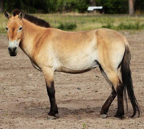 Лошадь пржевальского — википедия (с комментариями)