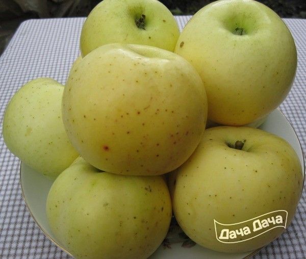 Сорт яблони слава победителям: описание и подробная характеристика, особенности выращивания
