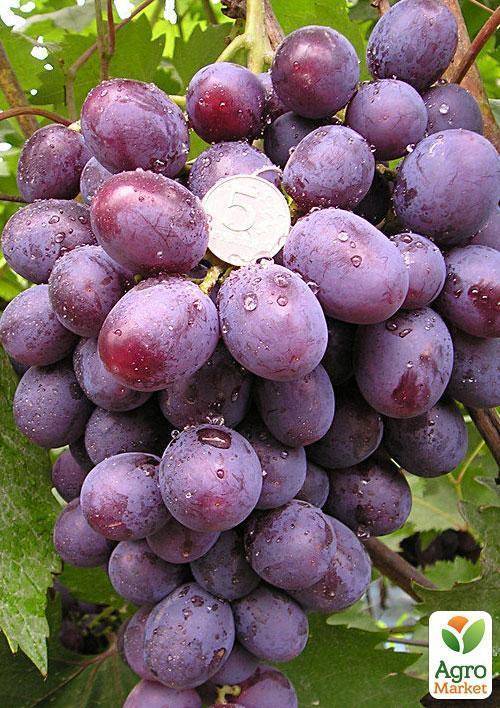 Кардинал - сорт винограда