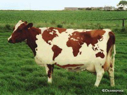 Казахская белоголовая порода коров: характеристика, фото