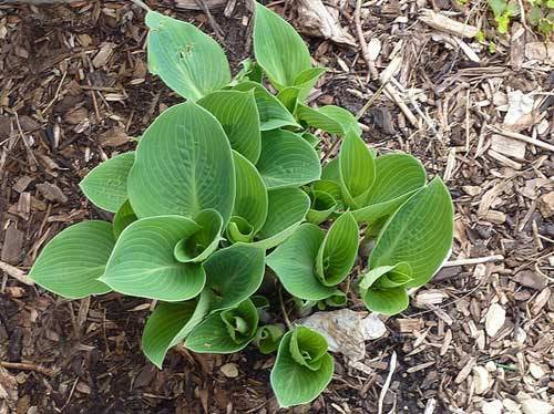 Хоста из семян: как вырастить красавицу сада