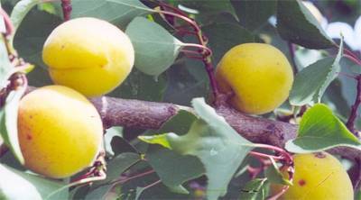 Об абрикосе Медовый: описание и характеристики сорта, посадка, уход, выращивание