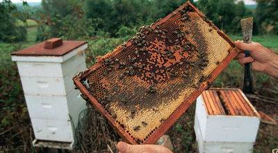 Пчеловодство для начинающих: особенности ухода и разведения пчел