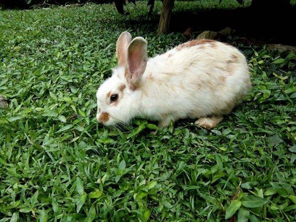 Какую траву давать кроликам можно и какую нельзя: списки с фото