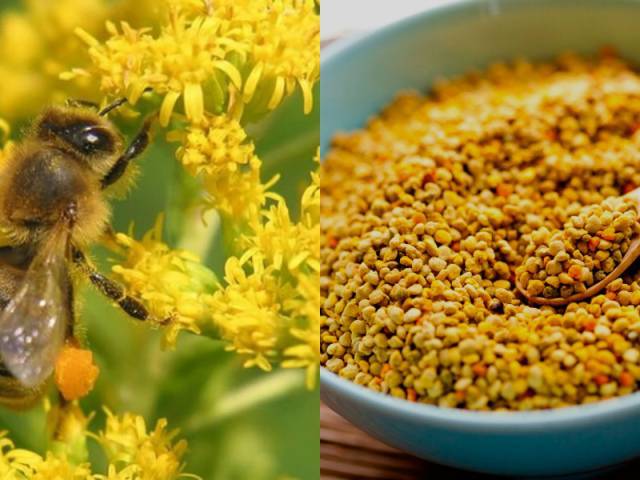 Какой у пчелиной пыльцы состав
