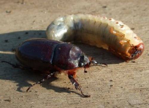 Борьба с майским жуком и его личинками