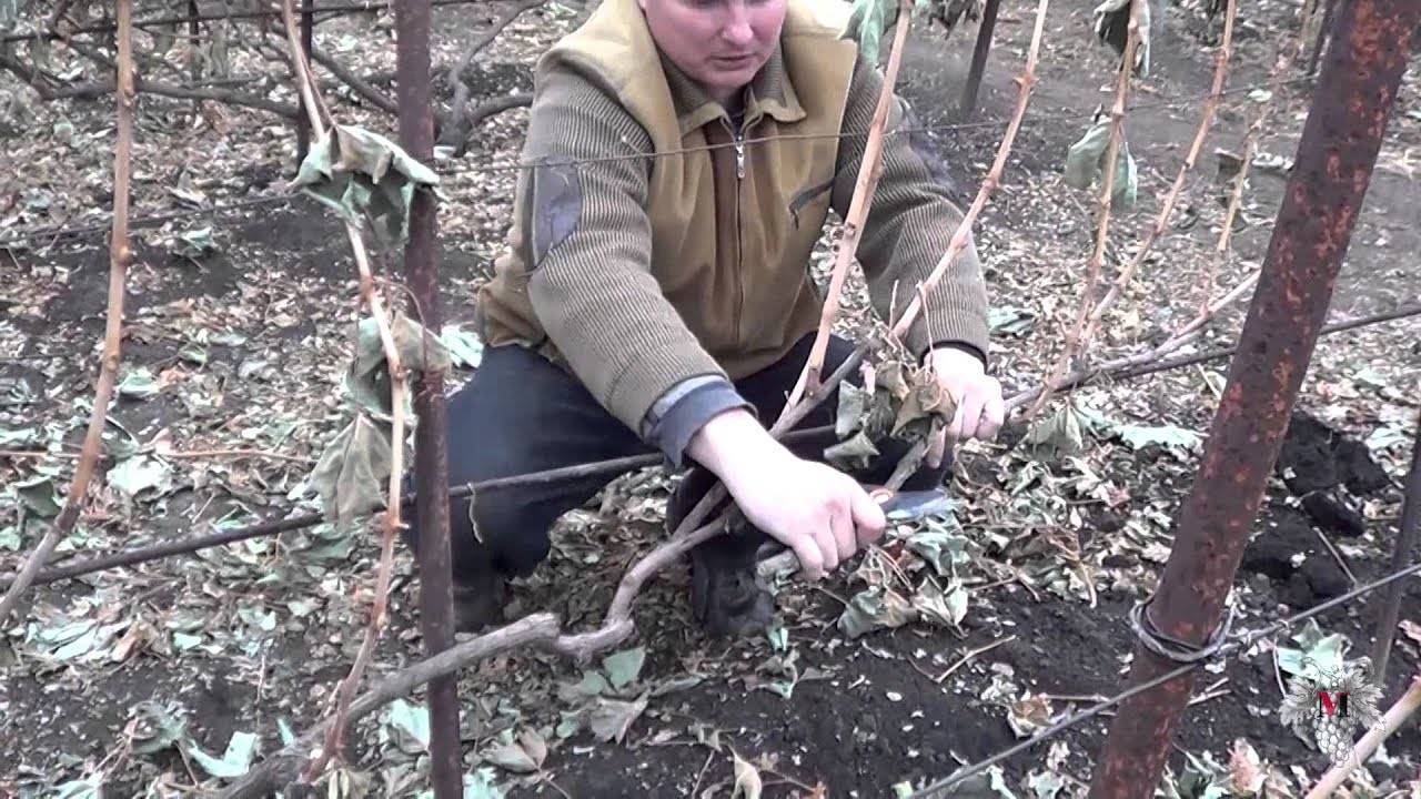 Как обрезать старый виноград осенью, видео для начинающих