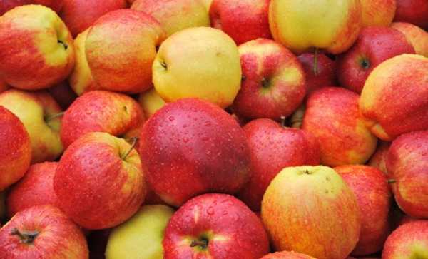 Какие сорта яблони лучше сажать на урале