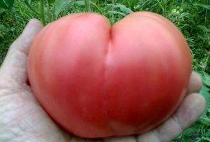 Коррида с томатами: характеристика и описание сорта «бычье сердце красное»
