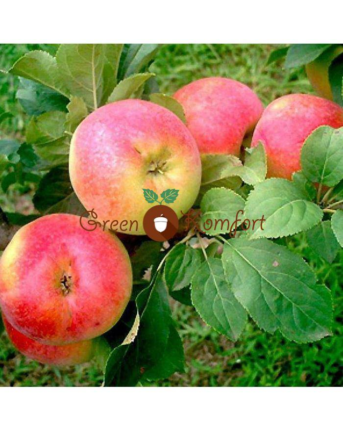 Подробная характеристика и особенности выращивания яблони сорта джонатан