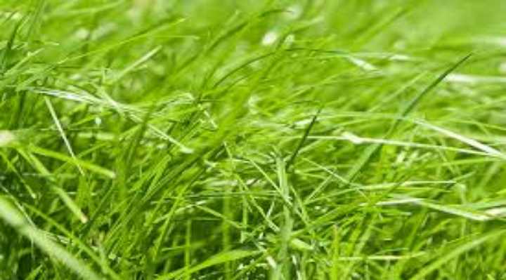 Райграс многолетний пастбищный: описание травы, сферы использования