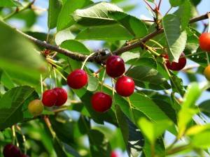 Правила посадки вишни и особенности ухода