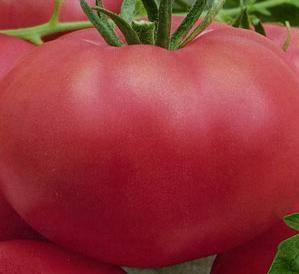Выращиваем томат «медовый гигант»: характеристики и описание сорта