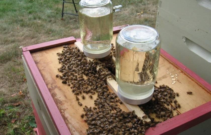 О сиропе для пчел: соотношения, пропорции для подкормки пчел осенью, летом