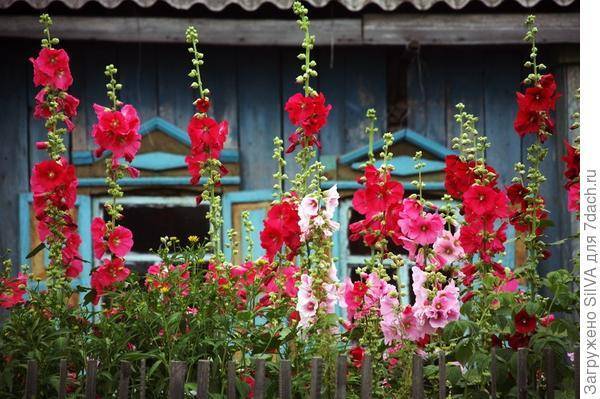 Мальва махровая (29 фото): особенности многолетних цветов, правила выращивания шток-розы из семян, нюансы посадки и ухода