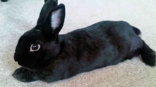Карликовый кролик — породы, описание, особенности,содержание и уход в домашних условиях (фото и видео)
