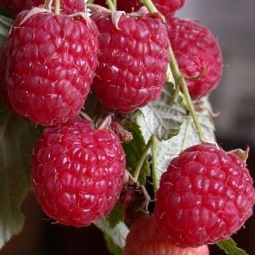 Ремонтантная малина геракл — обилие ягод до самых морозов