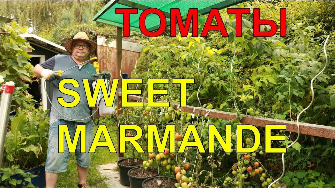 Томат марманде (супер марманде): характеристика и описание сорта, пошаговая инструкция по выращиванию, отзывы дачников