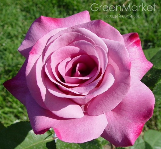 Сорта чайно-гибридных роз: уход и выращивание в саду