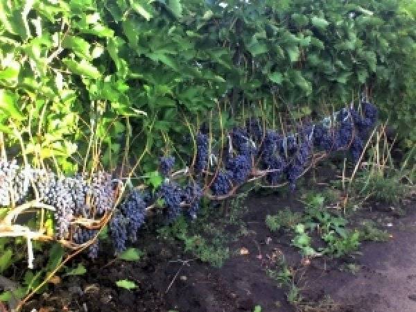Лучшие сорта винограда с описанием и характеристиками по алфавиту