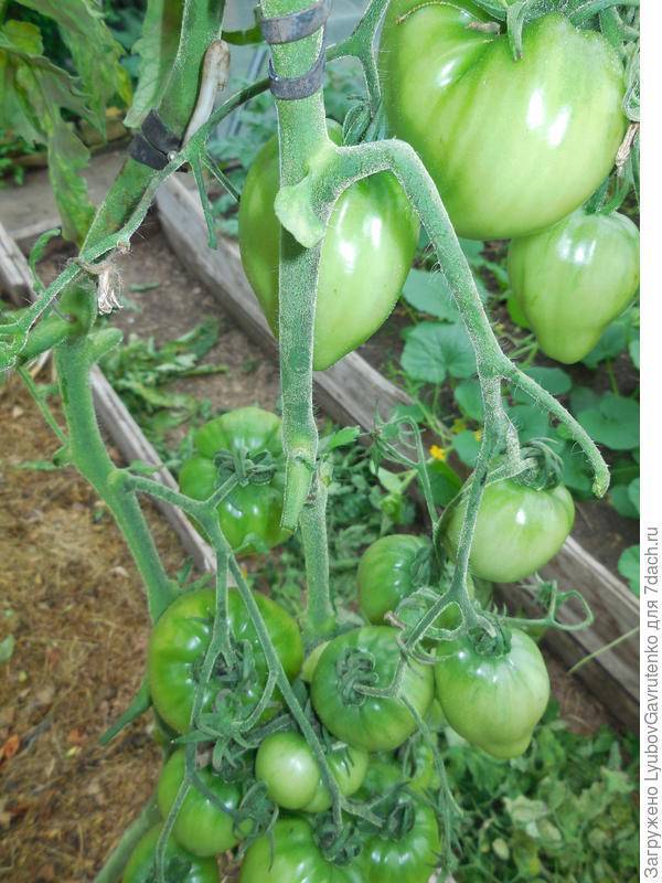 Как выращивать и ухаживать за помидорами в теплице
