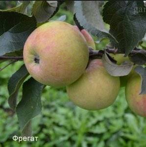 Популярная в сибири яблоня жебровская