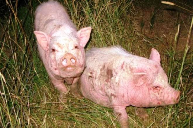 Чесотка у свиней: лечение, симптомы, фото