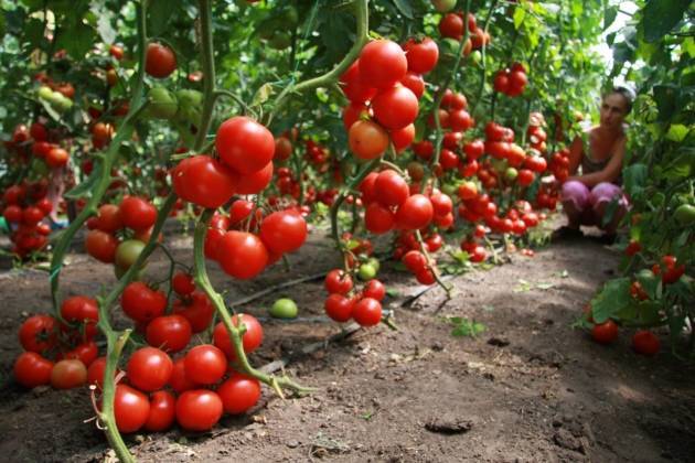 Как правильно садить помидоры в теплицах из поликарбоната?