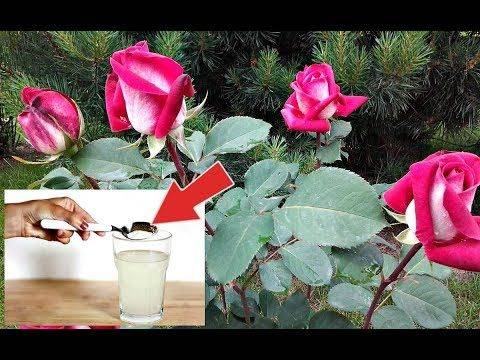 Чем подкормить розы летом во время цветения
