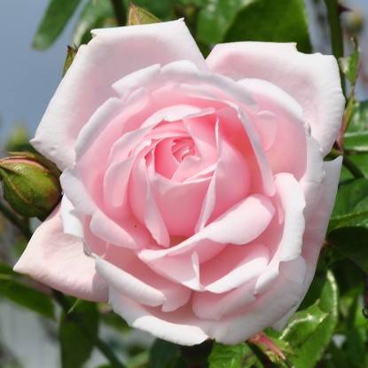 Плетистый сорт роз с крупными цветками нью даун: как выращивать «новый рассвет»