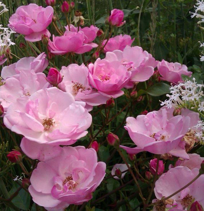 Розы чайно-гибридные: характеристика лучших сортов