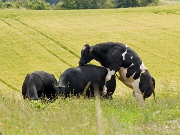 Коровы спаривание видео спаривание коровы ️