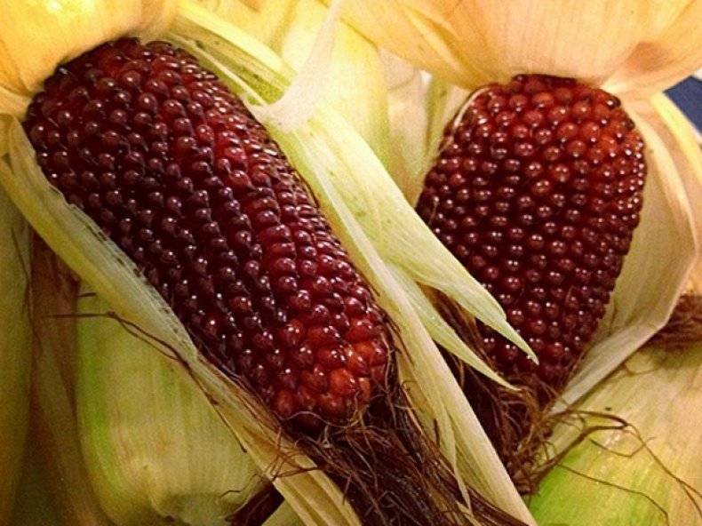 Кукуруза: как вырастить в средней полосе