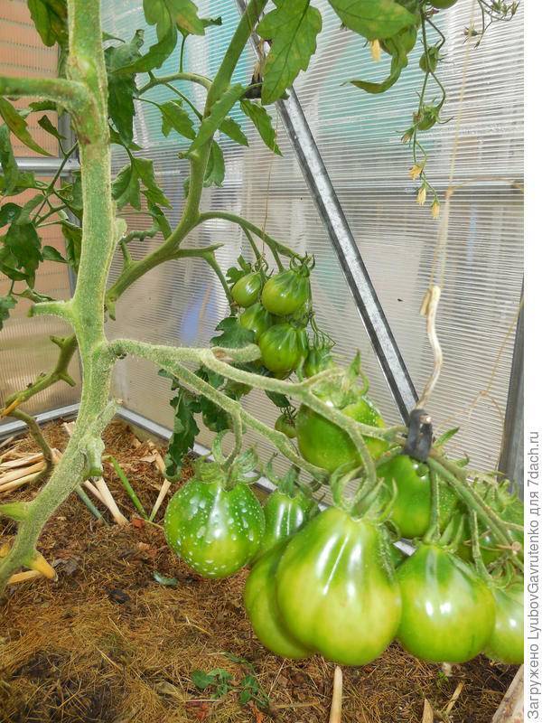 Как подвязывать помидоры в теплице, в открытом грунте