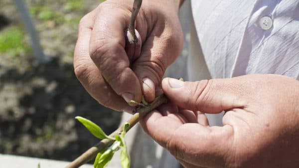 Посадка вишни весной: как правильно высаживать саженец в открытый грунт