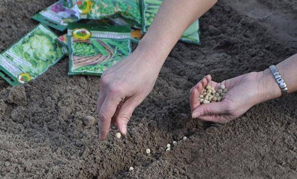 Как правильно замочить семена гороха перед посадкой в открытый грунт