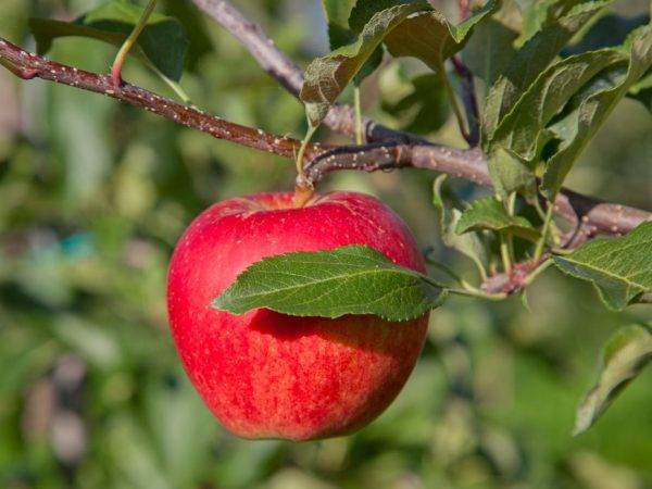 Яблоневый сад: современные технологии