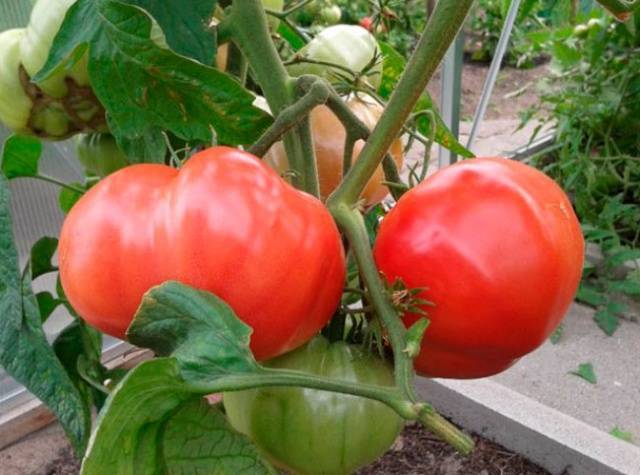 Томат андреевский сюрприз: описание сорта, отзывы, фото | tomatland.ru