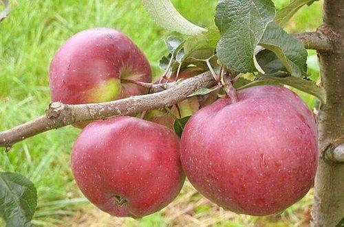 Сорт яблони антей – описание, фото