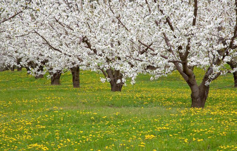 О посадке яблони весной на урале, как правильно выбрать хороший саженец