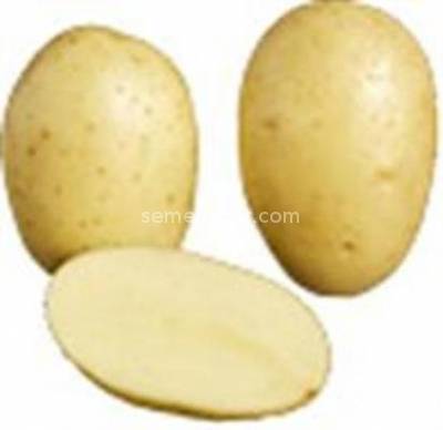 Сорт картофеля «айл оф джура (isle of jura)»: описание и фото