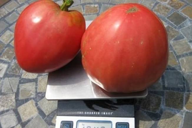 Томат семеновна: отзывы, фото, урожайность | tomatland.ru