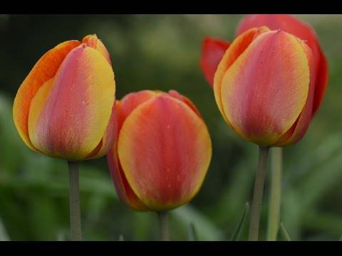 Посадка и уход осенью за тюльпанами в открытом грунте